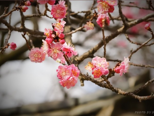 창덕궁 홍매화 / 서범준 기자