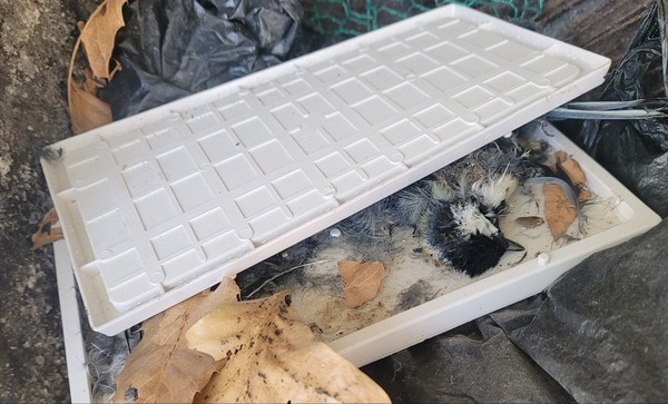 끈끈이에 붙어 고생한 뱁새.