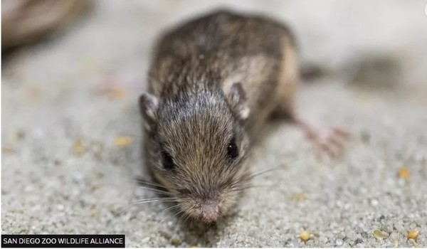 샌디에이고 야생동물연합.