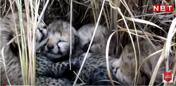 이번에 태어난 치타 새끼 4형제, Navbharat Times 화면 캡처.
