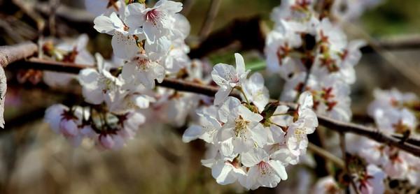 사진 이병철 시인(2021)