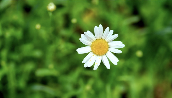 2024년 5월 1일 아침의 숲마루재 근처 하얀꽃