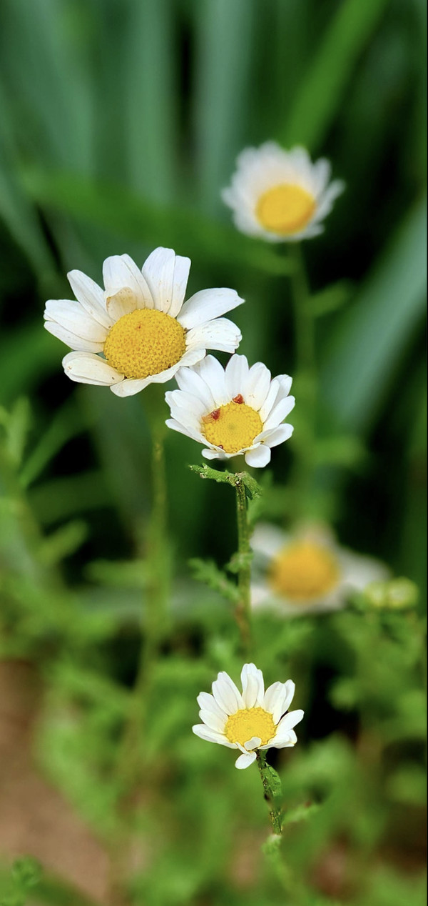 숲마루재 근처 하얀꽃