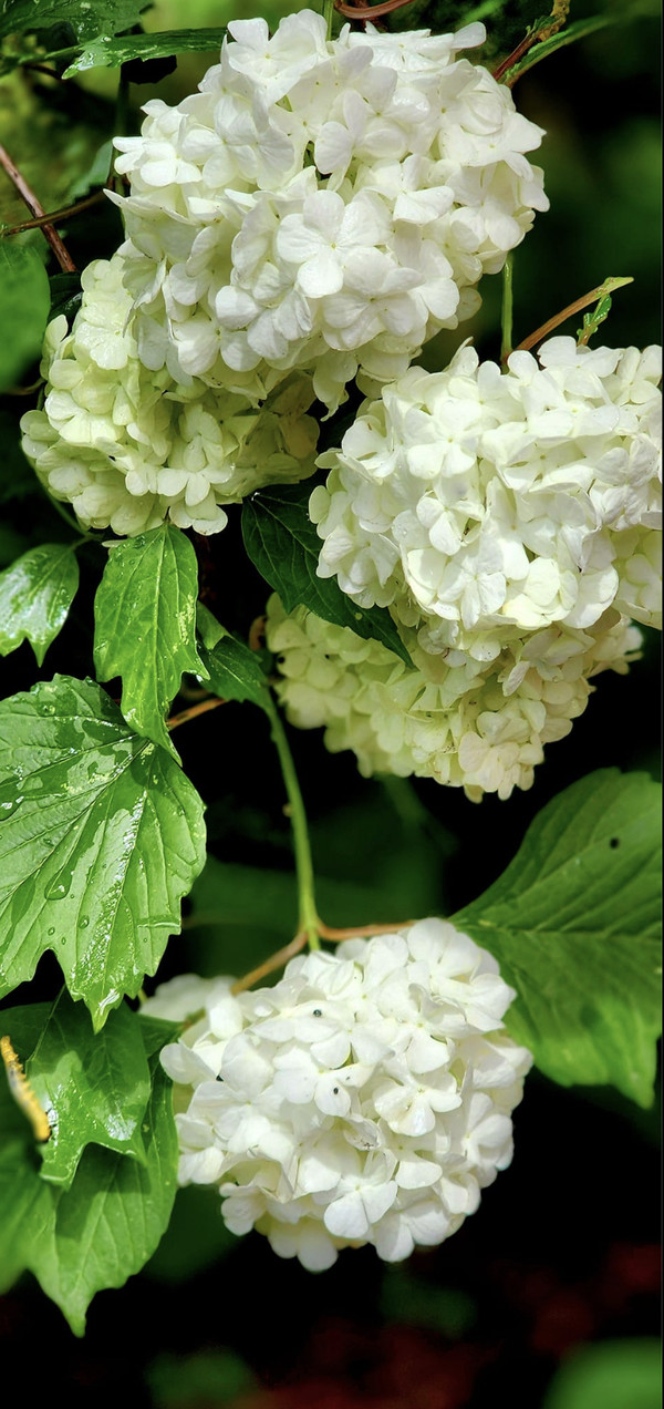 숲마루재 근처 불두화