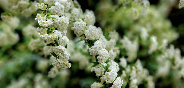 숲마루재 근처 하얀꽃