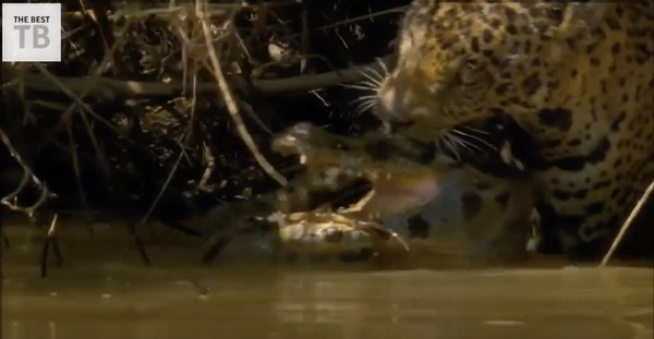 악어를 잡은 표범.