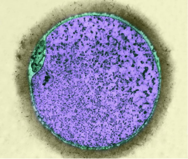 포유류 난자에서 oocyte라고 불리는 미성숙 난자는 난포에서 발달한다, 네이처 캡처
