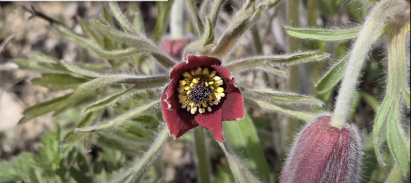 아작아작, 아름다운 작은 숲 정원 유튜브 캡처