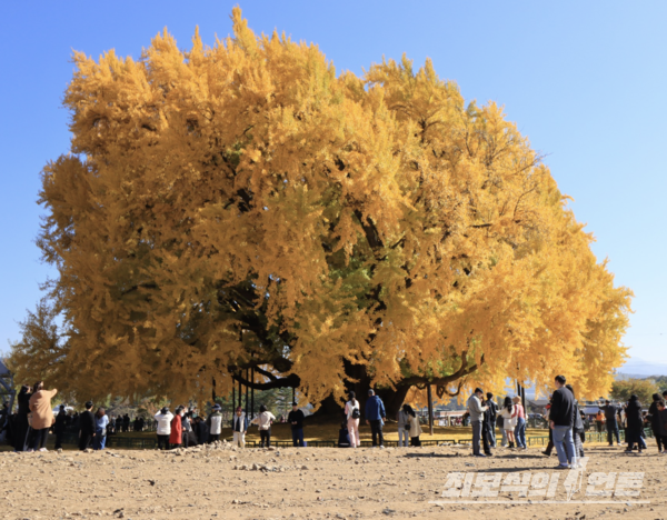 원주 반계리 은행나무. 사진 윤일원 논설위원
