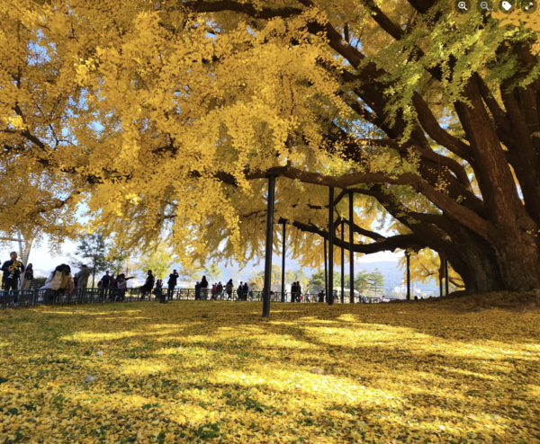원주 반계리 은행나무. 사진 윤일원 논설위원