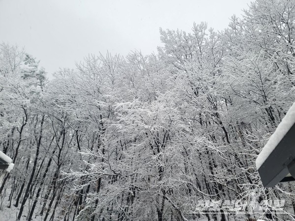 2024년 11월 27일 새벽에 내린 눈