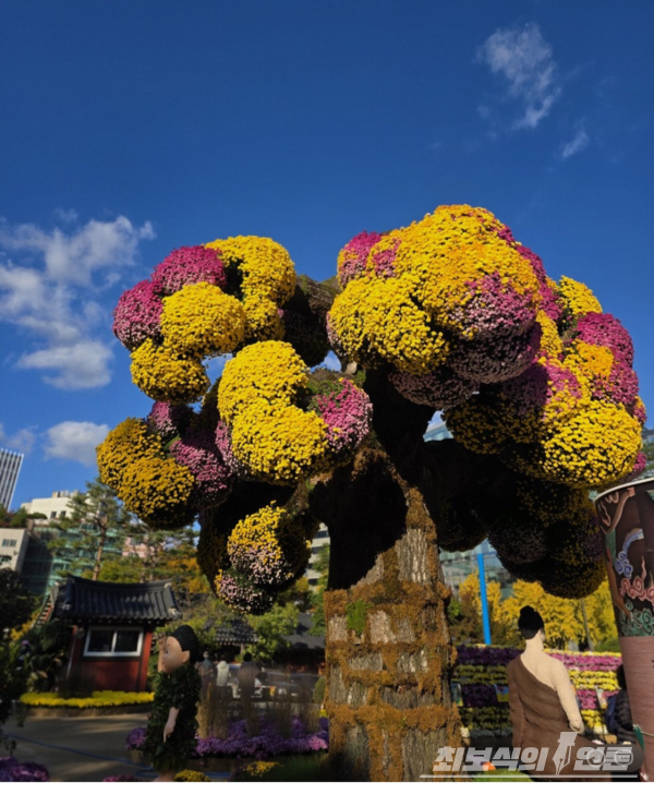 국화로 장식한 조계사 경내.
