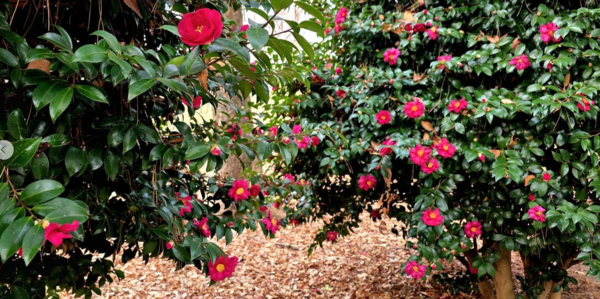 사진 이병철 시인