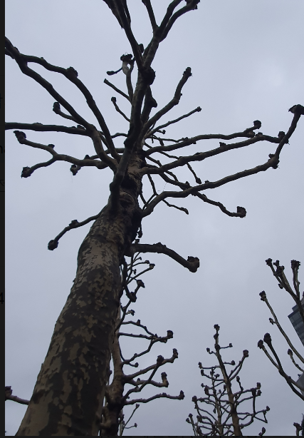 영국 런던 숙소 근처의 나목