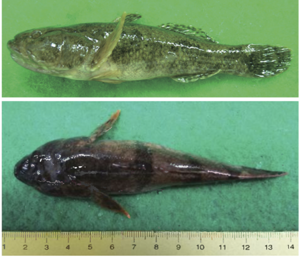 동사리. 손운목 등(2018)의 논문 캡처