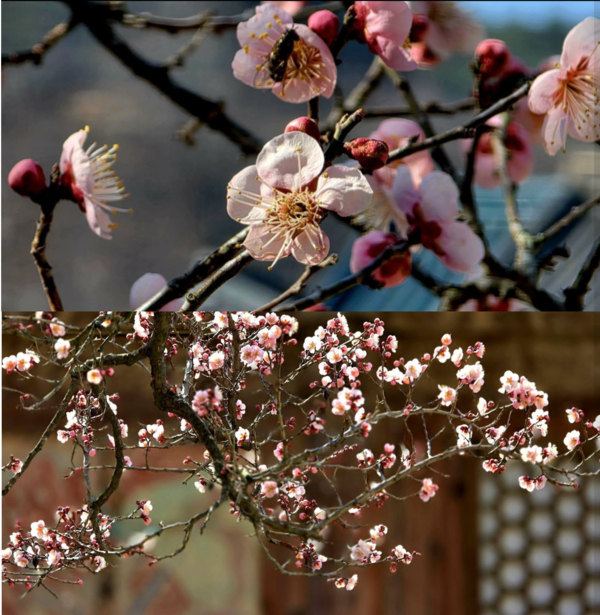 사진 이병철 시인