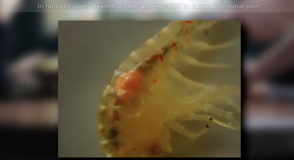 Animal Fact Files 유튜브 캡처