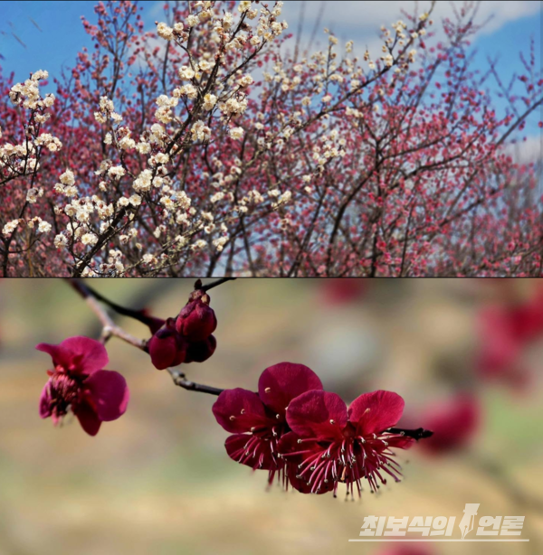 사진 이병철 시인