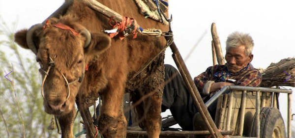 영화 '워낭소리' 중