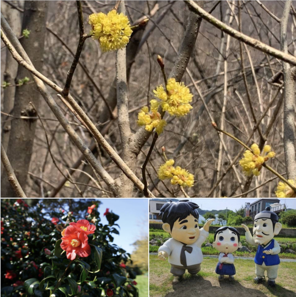 조수진 SNS 캡처, 생강나무(위). 동백(아래 왼쪽)과 김유정문학촌(아래 오른쪽).