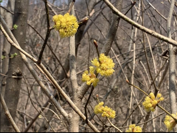 산수유꽃. 사진 조수진.