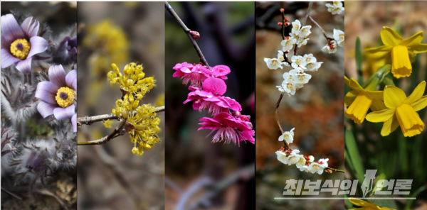 왼쪽부터 동강할미꽃, 생강나무꽃, 홍매, 백매, 앉은뱅이 수선화. 사진 이병철 시인