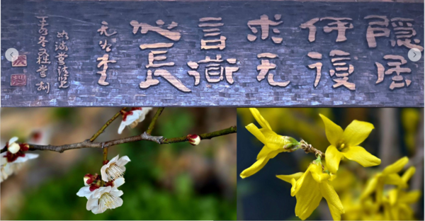 '隱居何復求 無言道心長'(위), 백매화-개나리(아래). 사진 이병철 시인