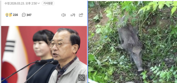 조선일보 웹페이지(왼쪽), 싹쓸이 산적(고구마밭 멧돼지, 오른쪽) 캡처