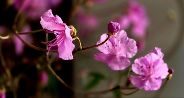 사진 이병철 시인