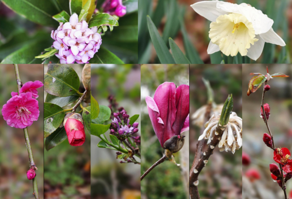 위 왼쪽부터 시계방향으로 천리향, 수선화, 명자나무, 수선화, 자목련, 라일락, 동백, 진달래. 사진 이병철 시인