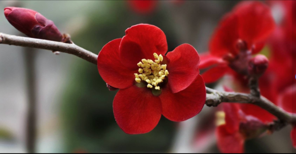 명자꽃. 사진 이병철 시인